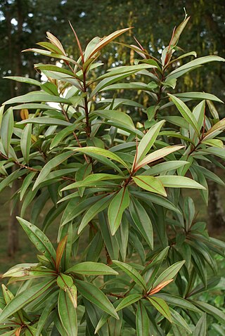 <i>Foetidia</i> Genus of trees