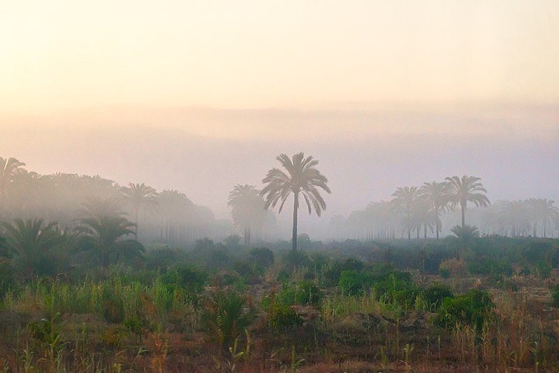 File:Foggy Field.jpg