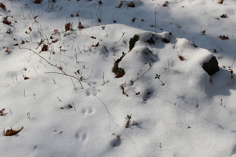 File:Forêt départementale de Beauplan sous la neige 2012 21.jpg