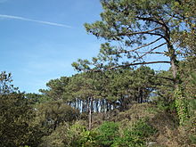 Forêt de Suzac (6).JPG