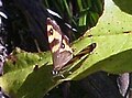 Forest Ringlet butterfly.JPG
