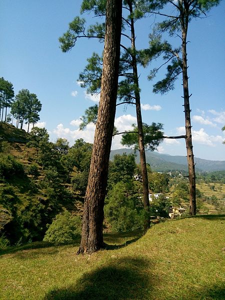 File:Forest tress mountains.jpg