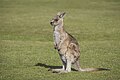 * Nomination Forester kangaroos (Macropus giganteus tasmaniensis) --Charlesjsharp 11:38, 13 January 2024 (UTC) * Promotion  Support Good quality. --Thi 12:12, 13 January 2024 (UTC)  Support Really good! --Plozessor 12:43, 13 January 2024 (UTC)