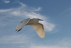 Snowy egrets breed at the salina