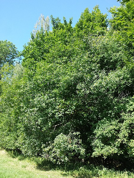 File:Frangula alnus sl1.jpg