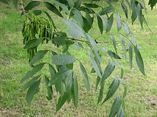 Fraxinus excelsior