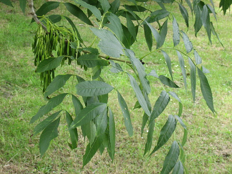 File:Fraxinus excelsior.jpg