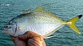 File:Fringefinned trevally.jpg