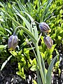 Fritillaria uva-vulpis (Liliaceae).jpg