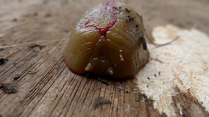 File:Front view of a Red Triangle Slug (Triboniophorus graeffei) Woronora River, Woronora, NSW Australia - 29 Oct. 2011.jpg