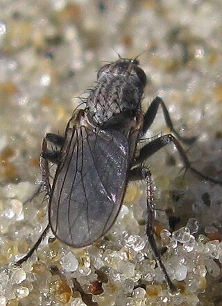 <i>Fucellia maritima</i> Species of fly