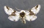 Thumbnail for Furcula (moth)