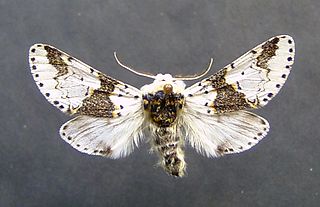 <i>Furcula bicuspis</i> Species of moth