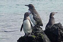 People Differ Widely in Their Understanding of Even a Simple Concept Such  as the Word 'Penguin