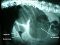 Pisipilt versioonist seisuga 19. aprill 2007, kell 05:28