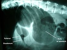 Bloat in a dog, with "double-bubble" sign GDV x-ray.JPG