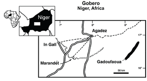 Nigersaurus Taqueti: Descrizione, Classificazione, Scoperta