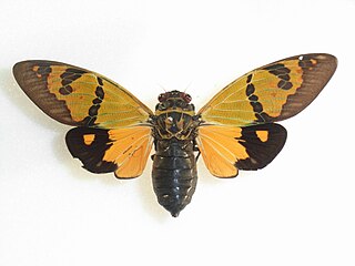 <i>Gaeana</i> genus of insects