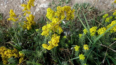 Galium verum (Gaillet jaune, Lunel-Viel)