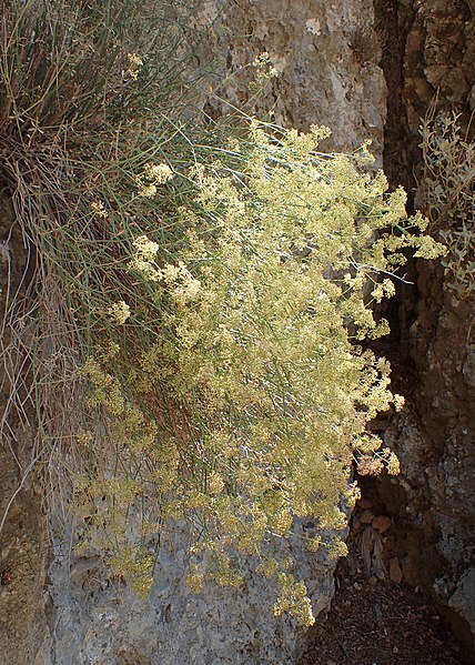 File:Galium fruticosum kz01.jpg