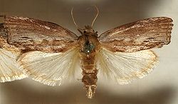 Waxworm - Wikipedia