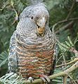 Uma fêmea de cacatua da espécie Callocephalon fimbriatum.