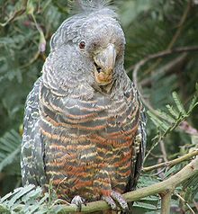 Callocephalon fimbriatum, Gang-gang Cockatoo