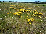 Rondebosch Common