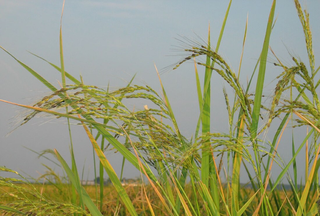 Oryza