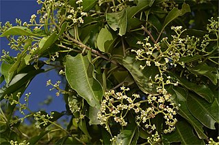 <i>Geijera salicifolia</i> species of plant