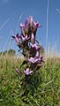 Gentianella germanica Germany Schwäbische Alb