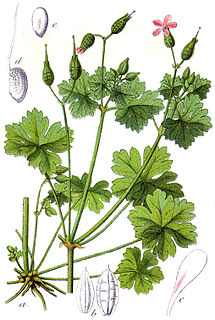 <i>Geranium lucidum</i> Species of flowering plant