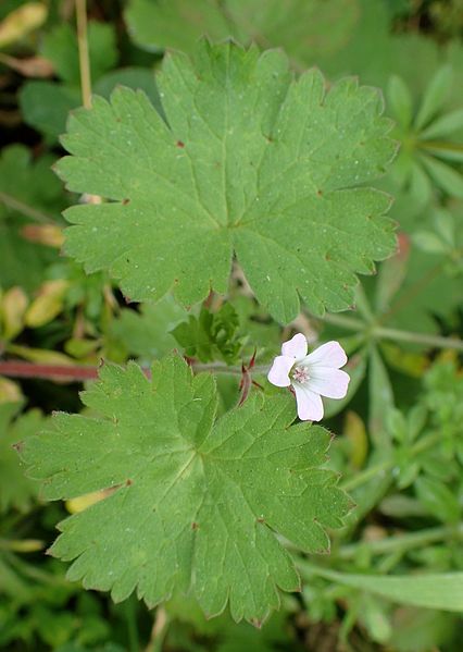 File:Geranium rotundifolium kz1.JPG