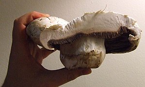 Giant mushroom cross-section.jpg