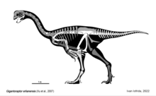 Skeletal reconstruction of the holotype, known remains in white Gigantoraptor erlianensis skeletal.png