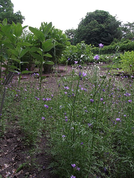 File:Gilia achilleifolia 051.jpg