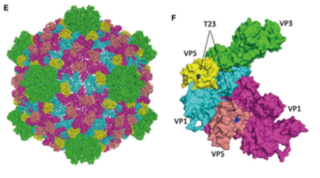 <i>Cypovirus</i>