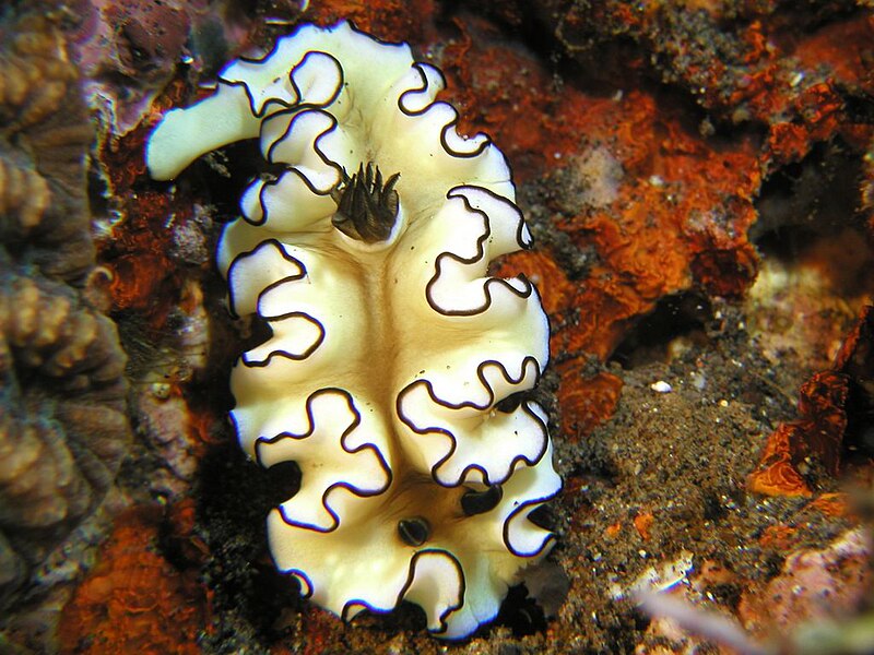 https://upload.wikimedia.org/wikipedia/commons/thumb/4/4f/Glossodoris_atromarginata.jpg/800px-Glossodoris_atromarginata.jpg