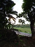 Goa fields and road.jpg