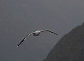 Goeland dans le Doubtful Sound (Nouvelle-Zélande)