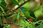Foto de um pássaro verde com manchas azuis na cabeça e douradas no pescoço, empoleirado em uma densa vegetação