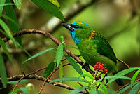 Golden-naped Barbet.jpg