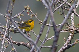 Golden Bush Robin pangolakha Wildlife Sanctuary East Sikkim Sikkim India 13.05.2016.jpg