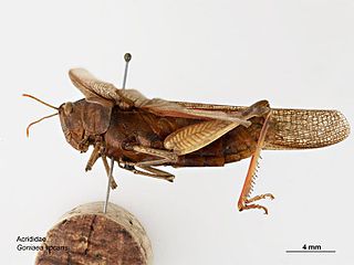 <i>Goniaea vocans</i> Species of grasshopper