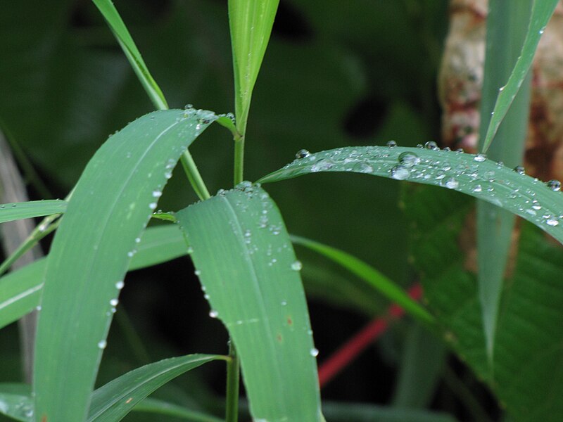 File:Grass-and-water-drops.JPG