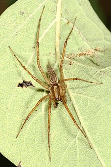 Grass Spider - Agelenopsis potteri ?, Мабел Лейк провинциялық паркі, Британдық Колумбия.jpg