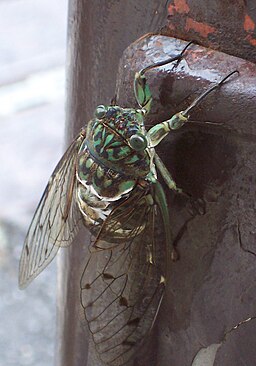 Gratopsaltria Nigrofuscata Young