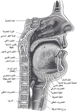 فم: الفم في الحيوانات, الفم البشري, اللغة