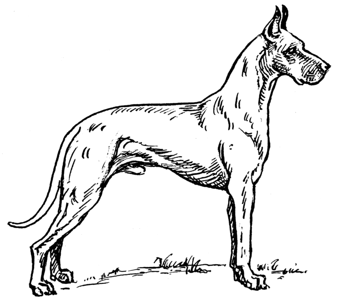 File:Great Dane (PSF).png