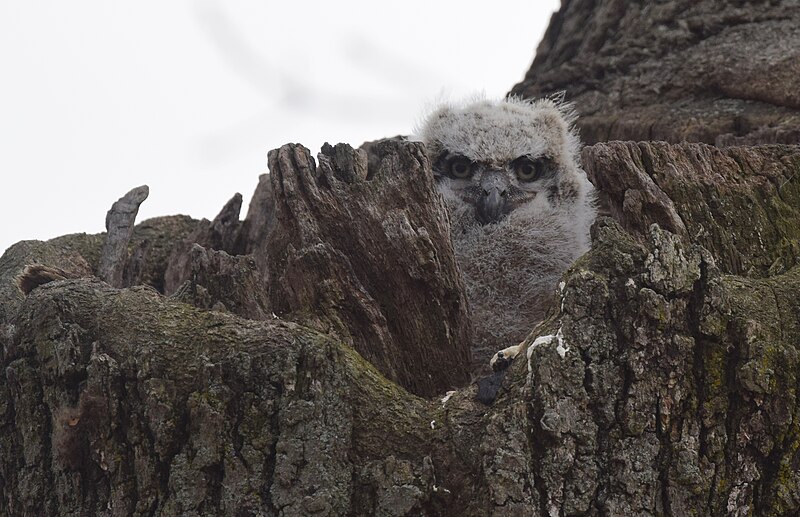 File:Great Horned Owl nest (33331756625).jpg